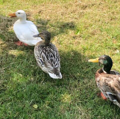 ducks